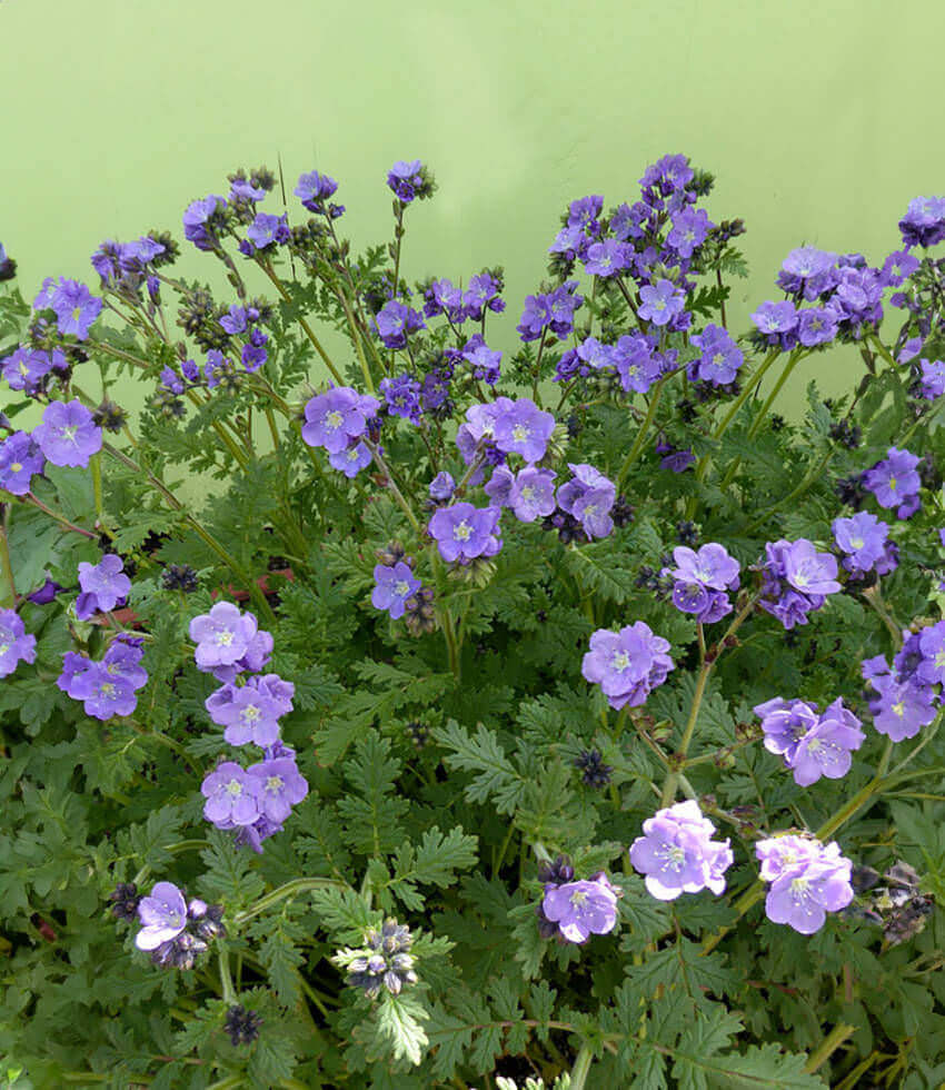 Phacelia ciliata