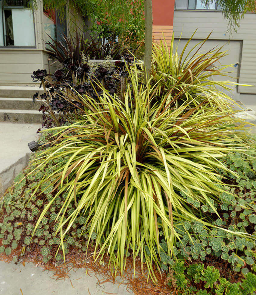 Cordyline, Cha Cha, False Dracaena, Ti Plant, Palm Lily