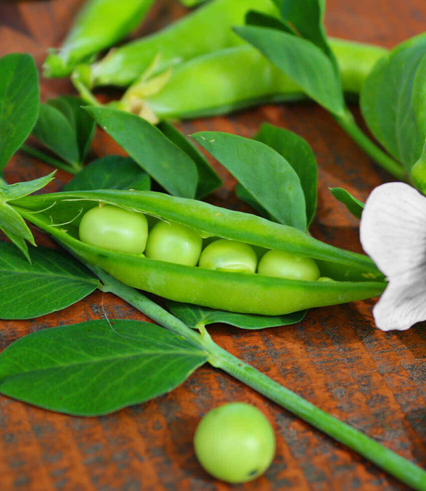 Pea: 6-pack, Little Marvel, Shelling Pea
