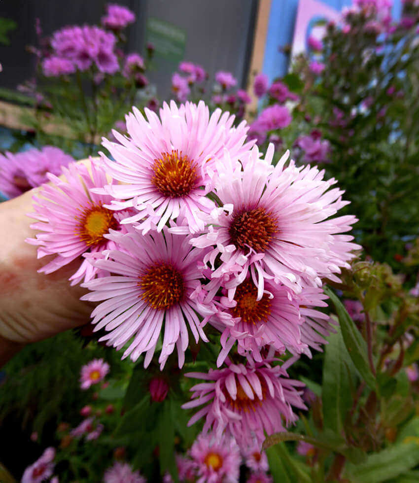 Aster novae-angliae, Harrington's Pink, Michaelmas Daisy
