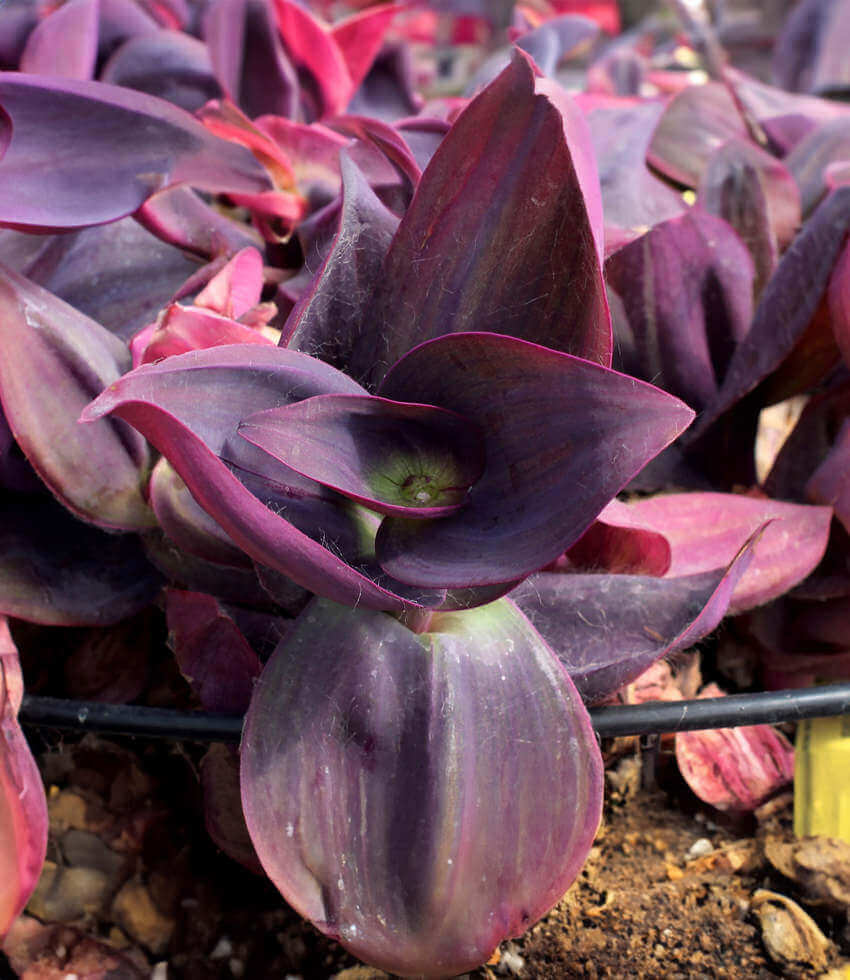 Tradescantia pallida, Kartuz Giant, Purple Heart Plant