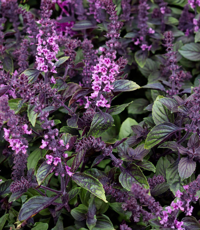 Basil, African Blue