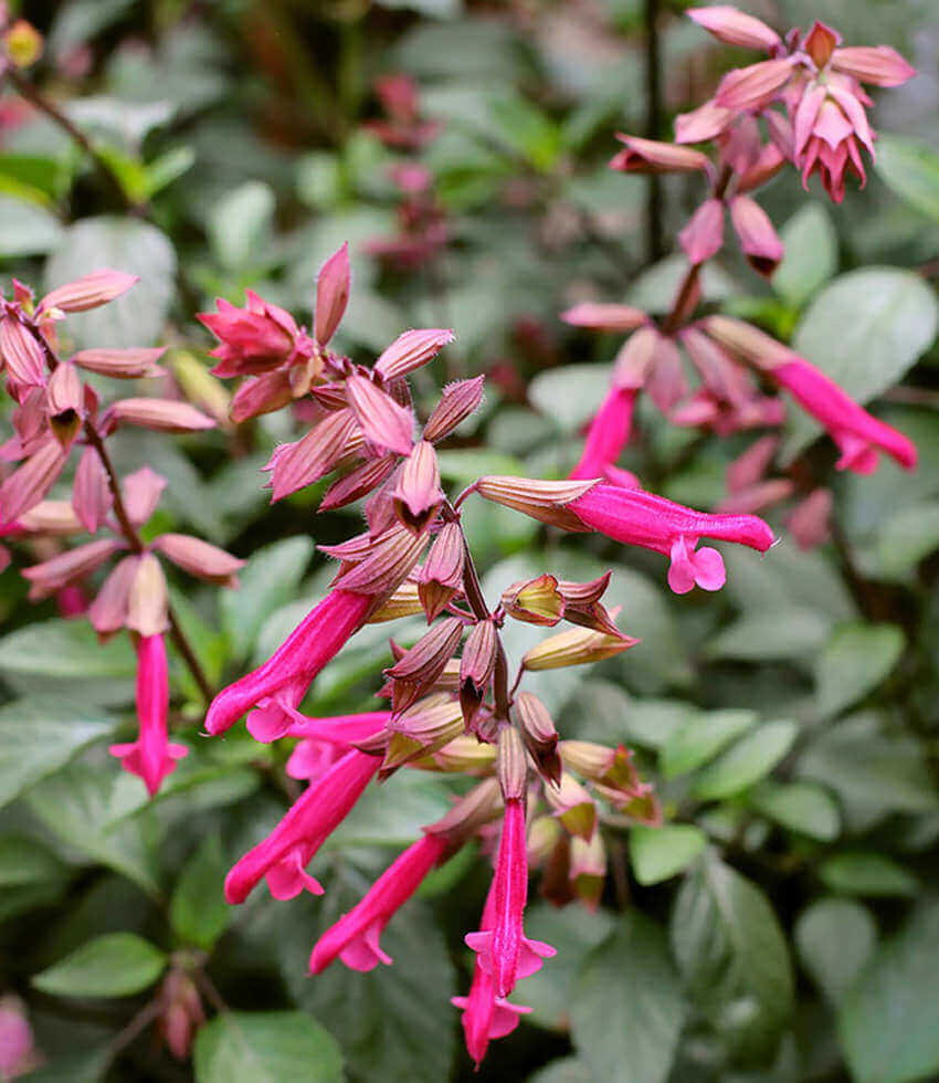 Salvia, Wendy's Wish, Sage