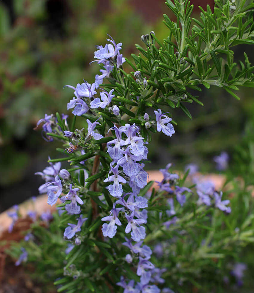 Rosemary, Mozart