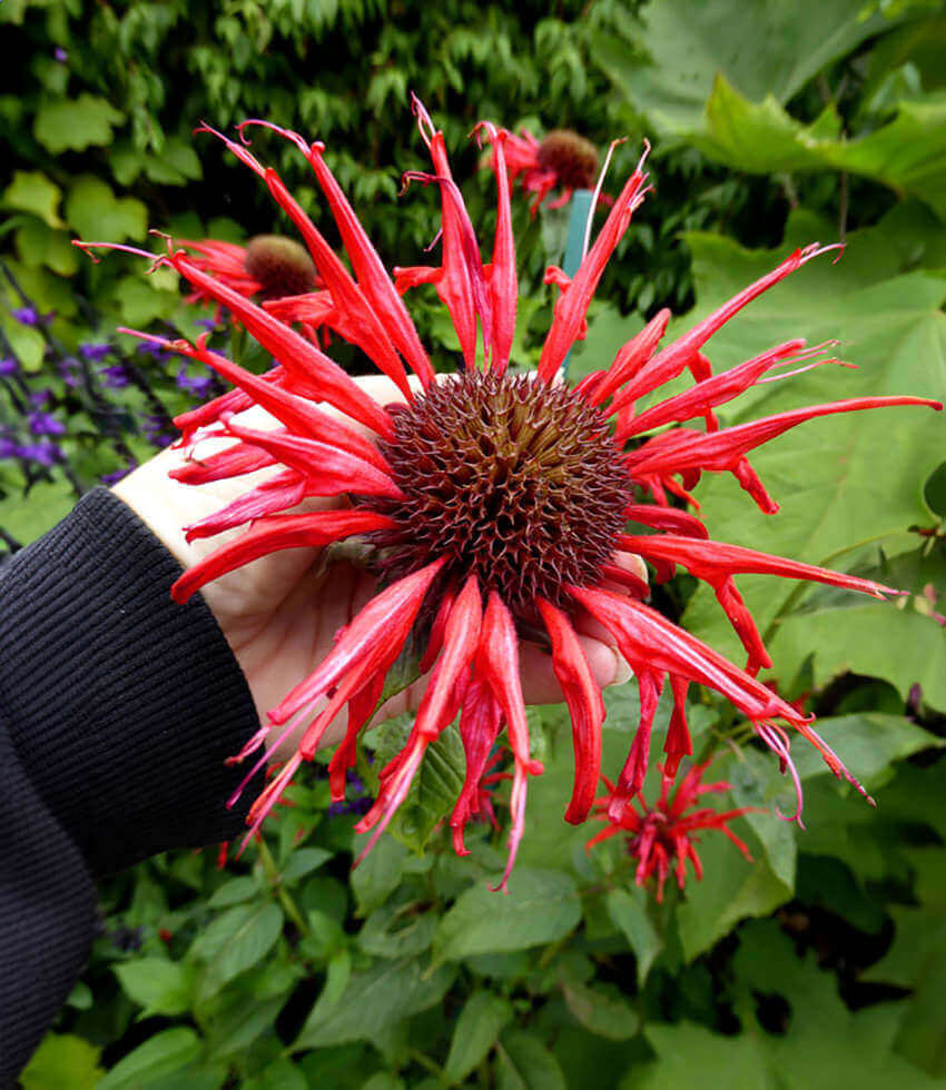 Monarda didyma, Jacob Cline, Bergamot, Horsemint