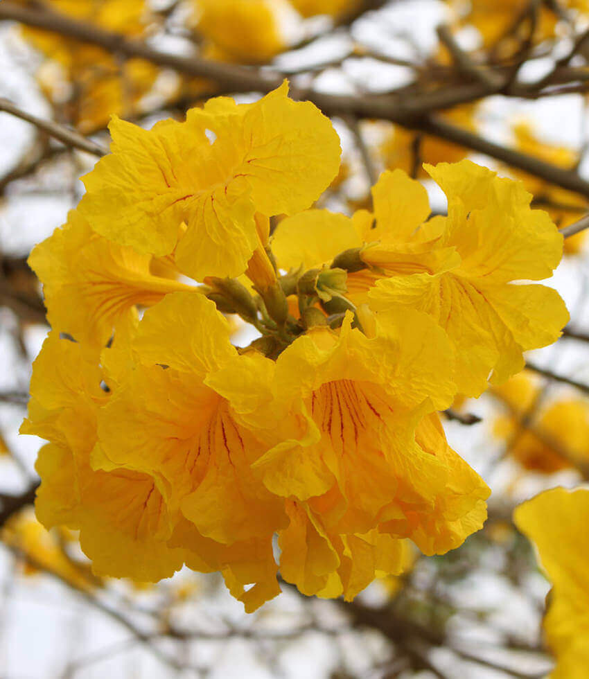 Handroanthus chrysotricha, Golden Trumpet Tree