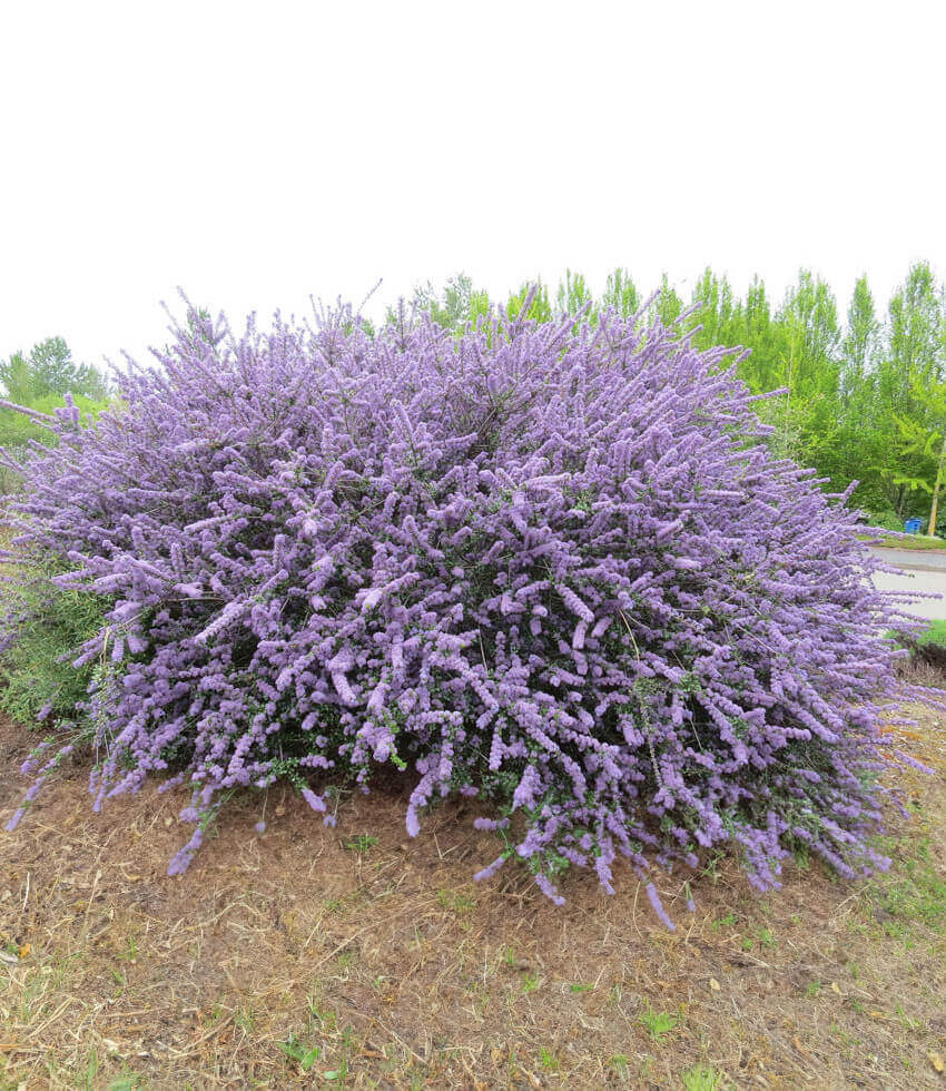 Ceanothus, Blue Jeans, California Lilac, Wild Lilac