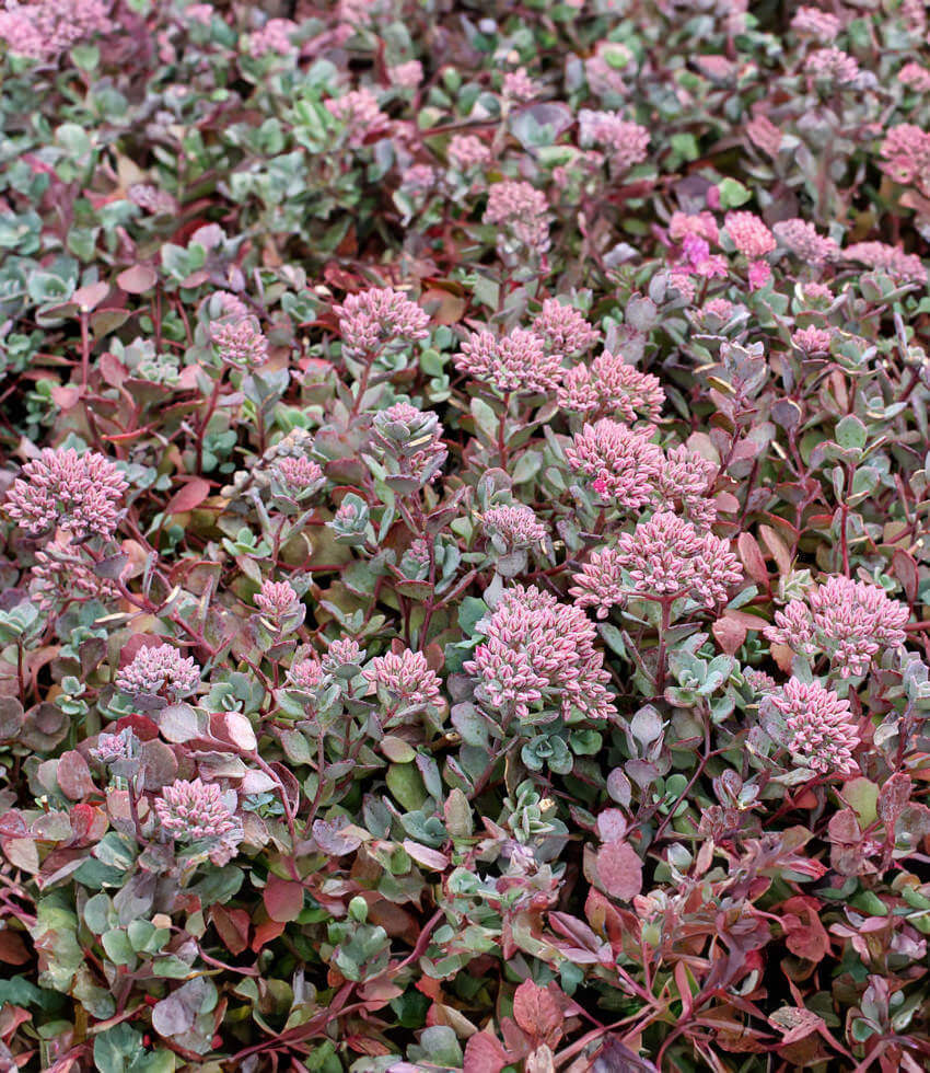 Sedum cauticola, Lidakense, Stonecrop