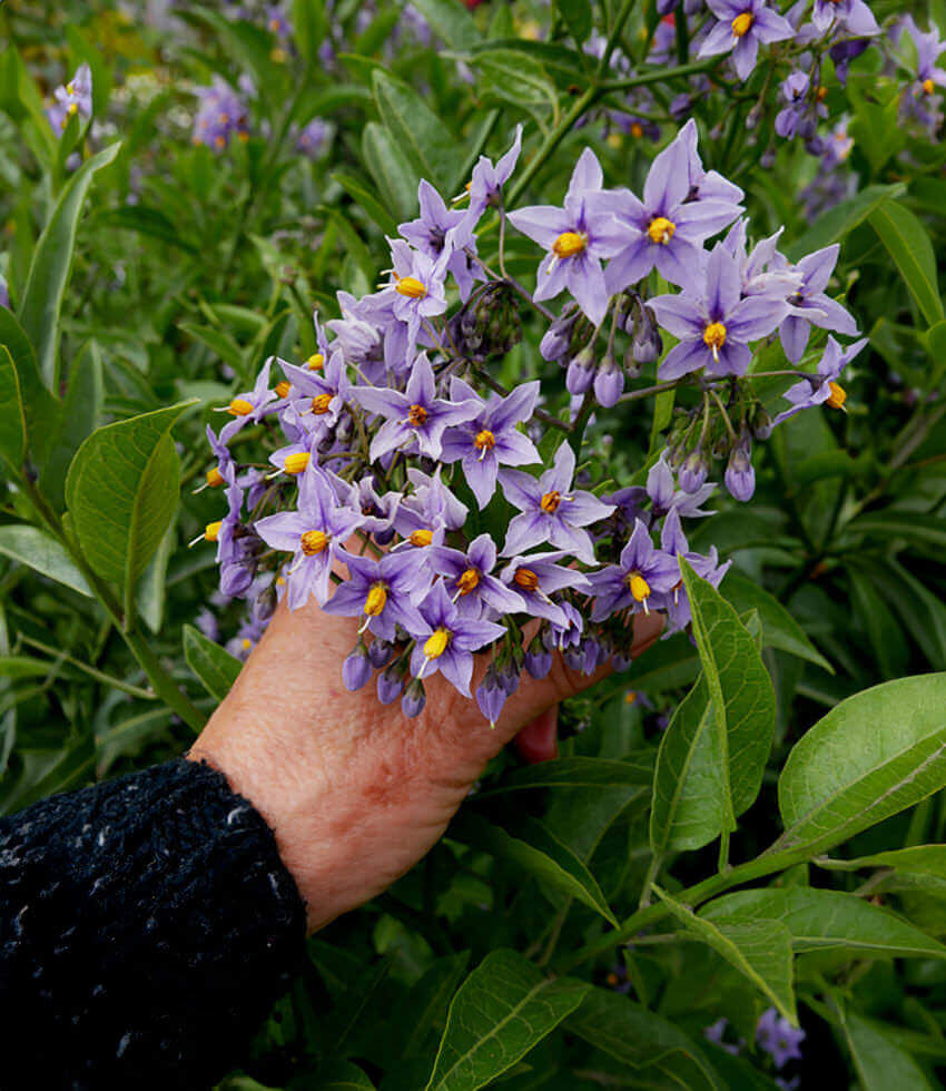 Solanum crispum, Glasnevin, Chilean Nightshade, Potato Tree