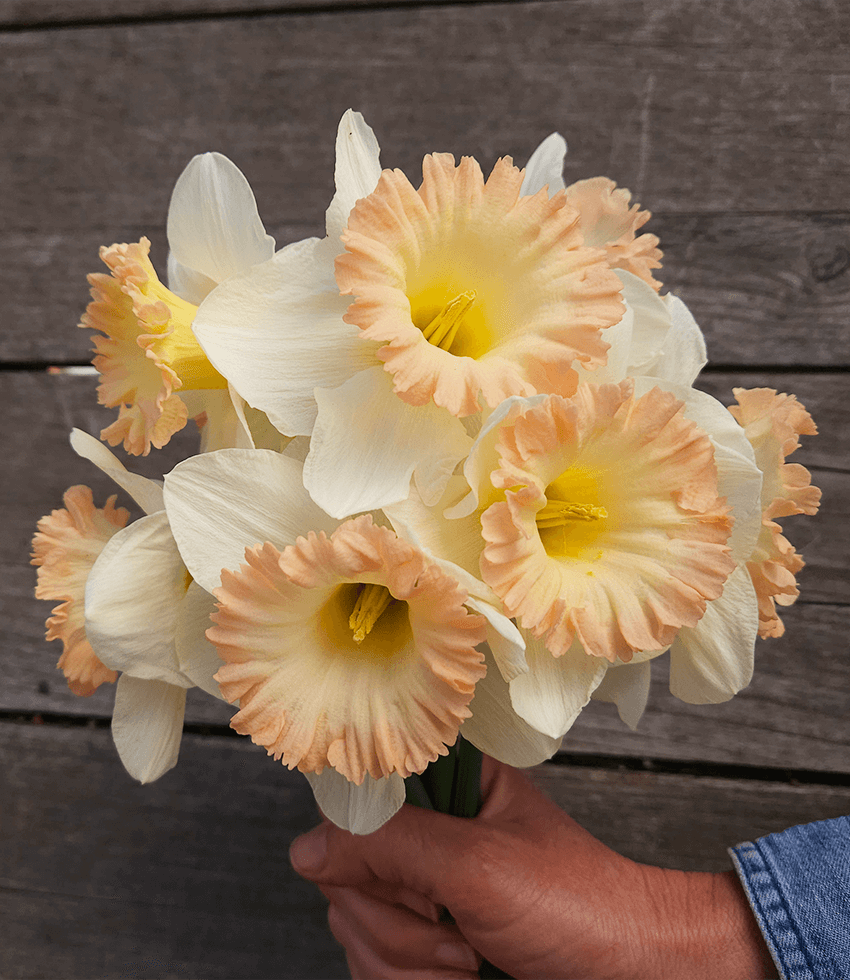 NARCISSUS Bagged Bulbs (5/bag), BRITISH GAMBLE