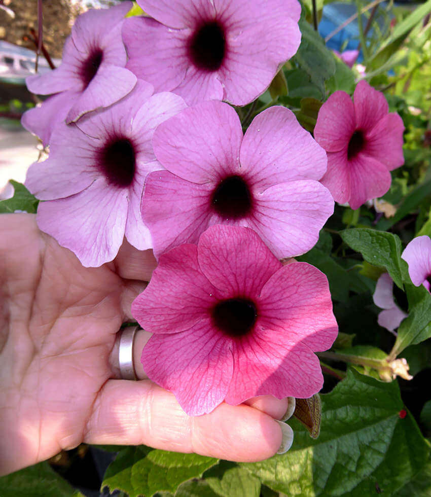 Thunbergia alata , Rose Sensation, Black-Eyed Susan