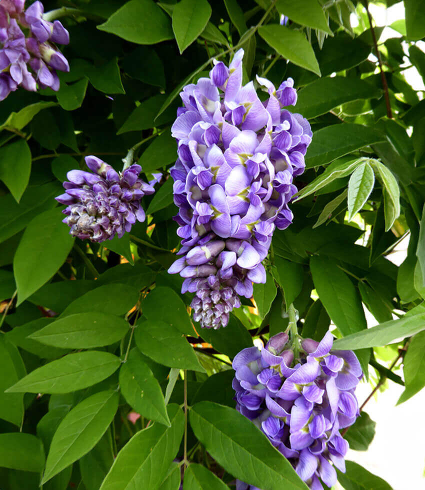Wisteria, Amethyst Falls