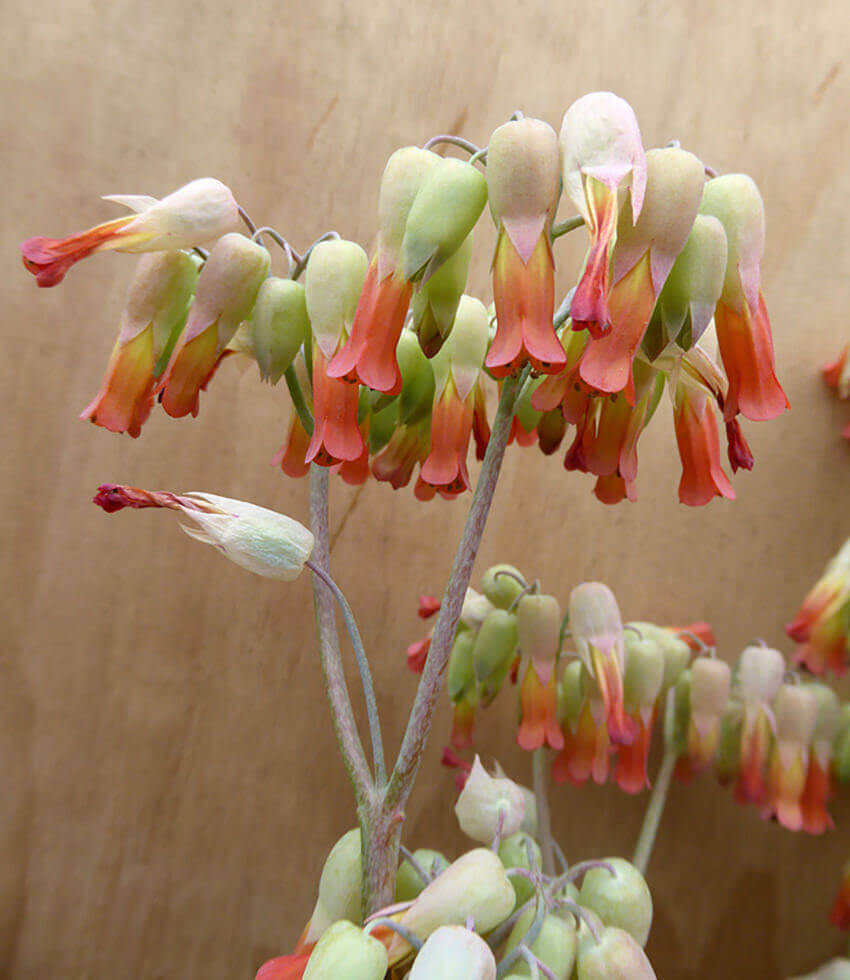 Kalanchoe laxiflora, Milky Widow's Tears