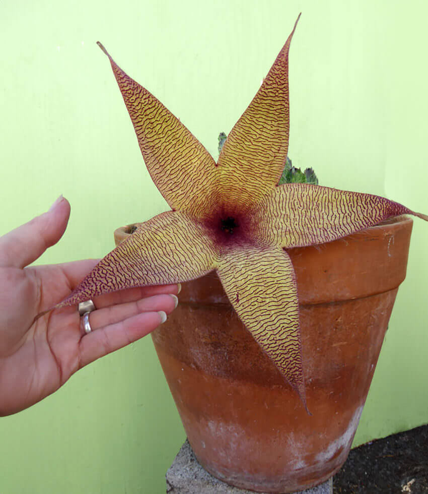 Stapelia gigantea, Carrion Flower, Starfish Flower