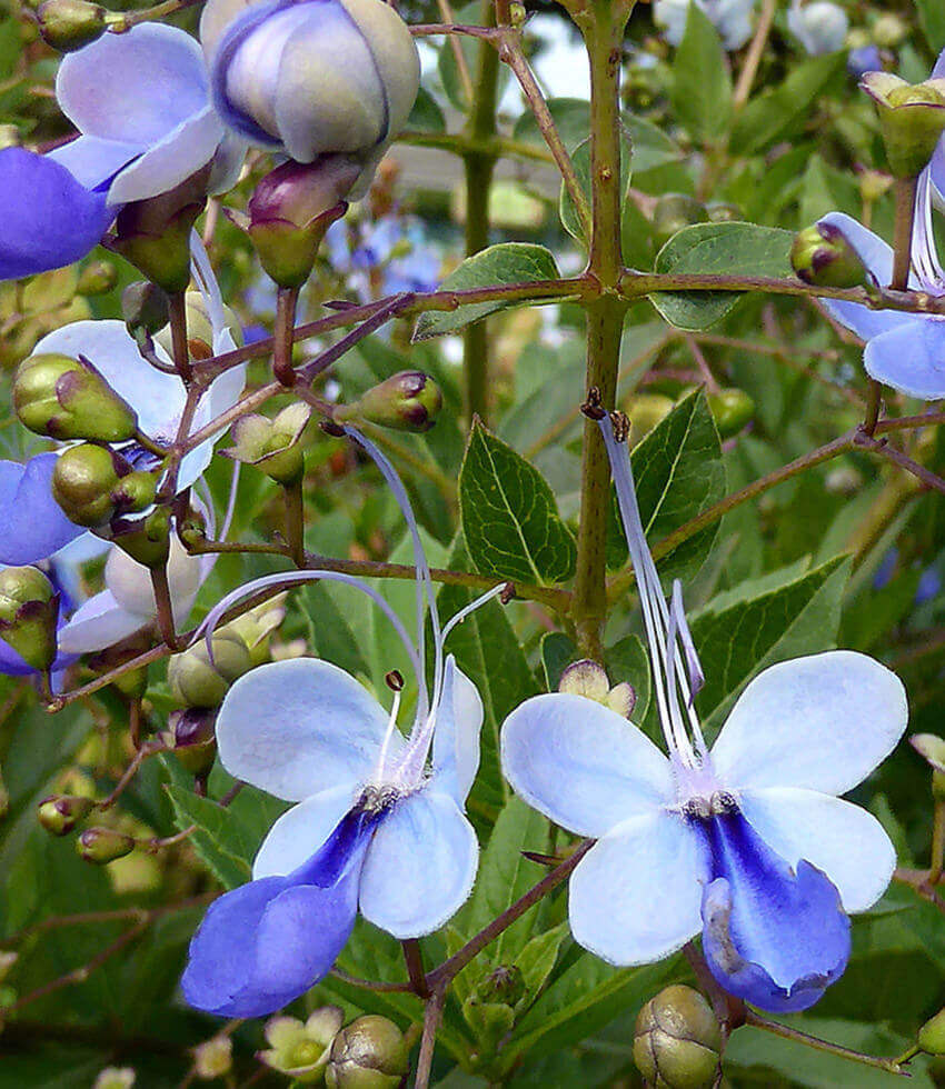 Clerodendrum ugandense, Blue Butterfly Bush, Blue Glory Bower, Rotheca Myricoides 'Ugandense'