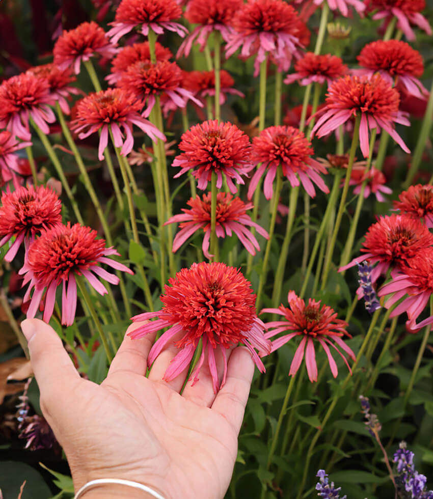 Echinacea, Guava Ice, Coneflower