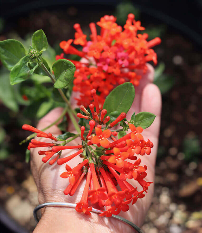 Bouvardia ternifolia, Firecracker Bush