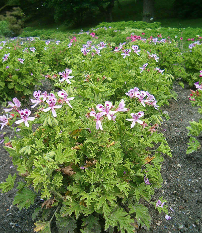 Pelargonium citrosum, Citronella, Geranium