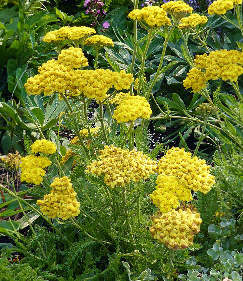 Achillea millefolium, Little Moonshine, Yarrow