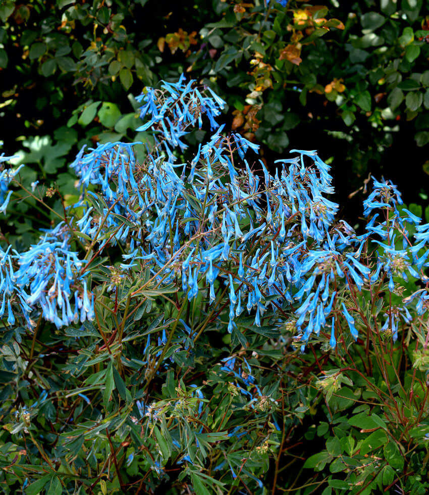Corydalis flexuosa, Porcelain Blue, Blue Corydalis