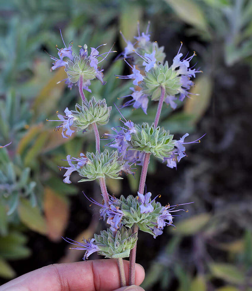 Salvia, Bee's Bliss, Sage