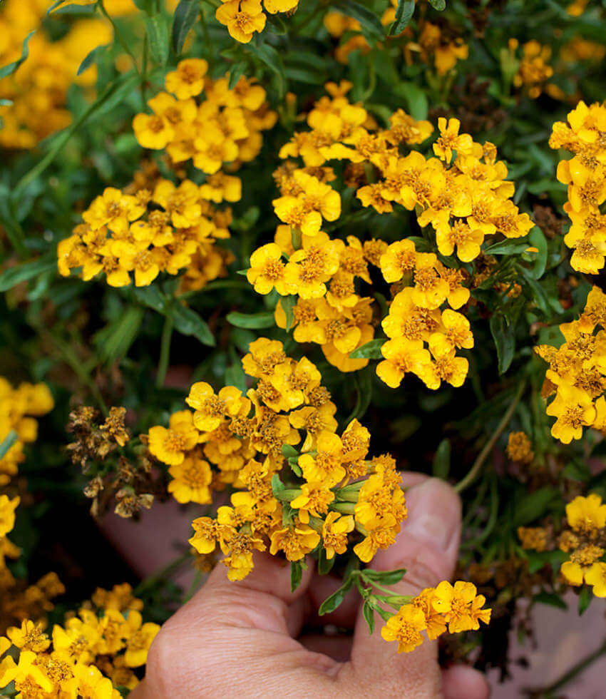 Tarragon, Mexican Tarragon, Mexican Mint Marigold