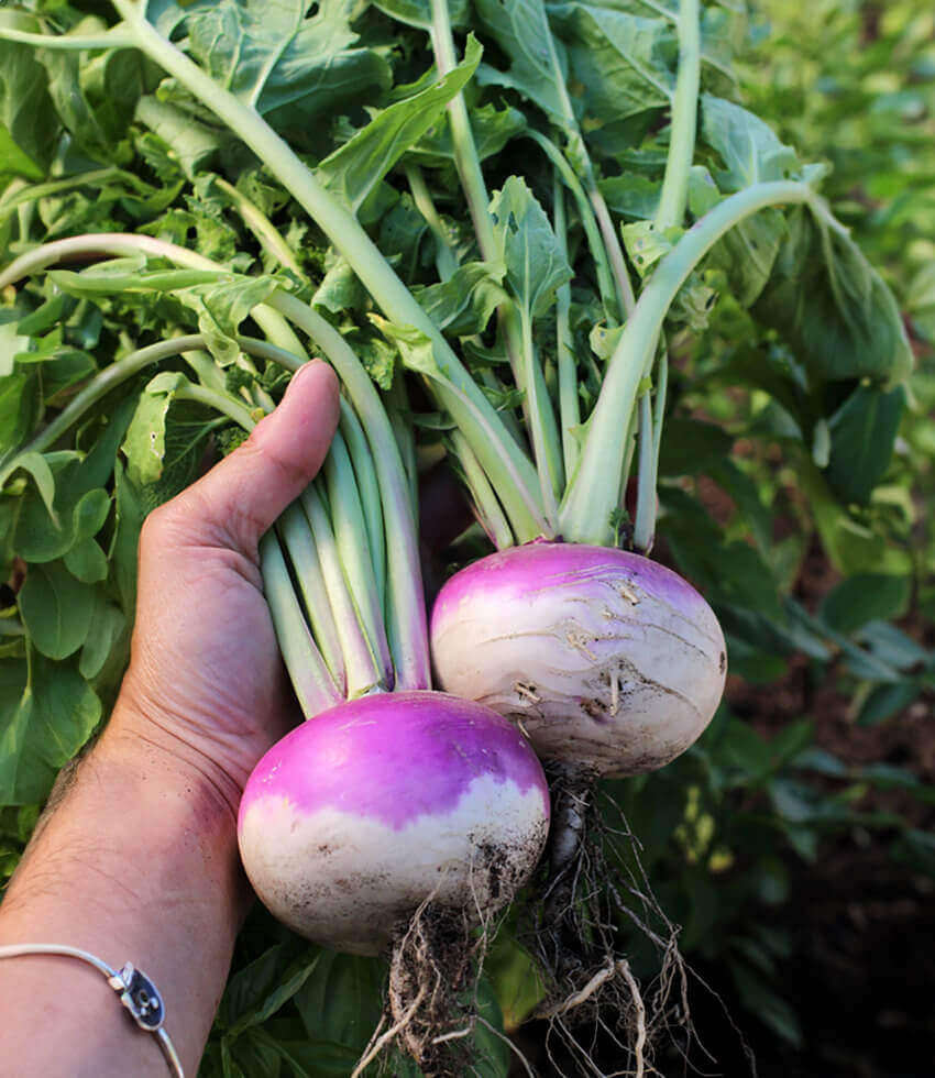Turnip, Purple Top