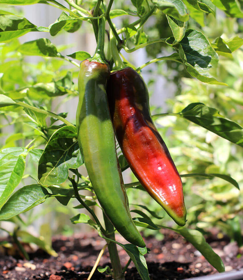 Pepper, Mama Mia Giallo