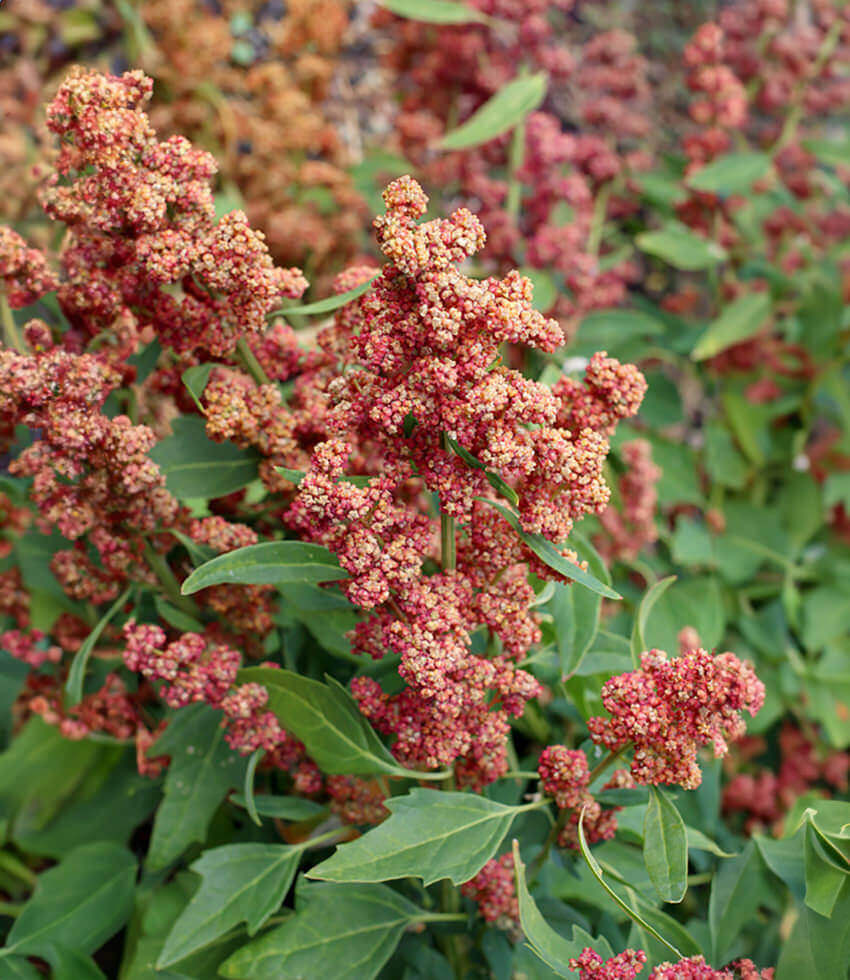 Quinoa: 6-pack, Multi-Hued