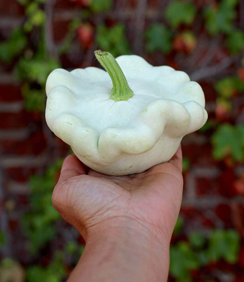 Squash, White Scallop, Summer Squash