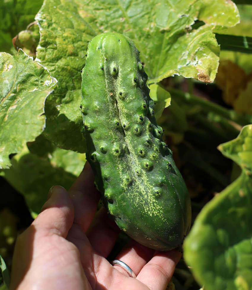 Cucumber, Snows Fancy Pickling