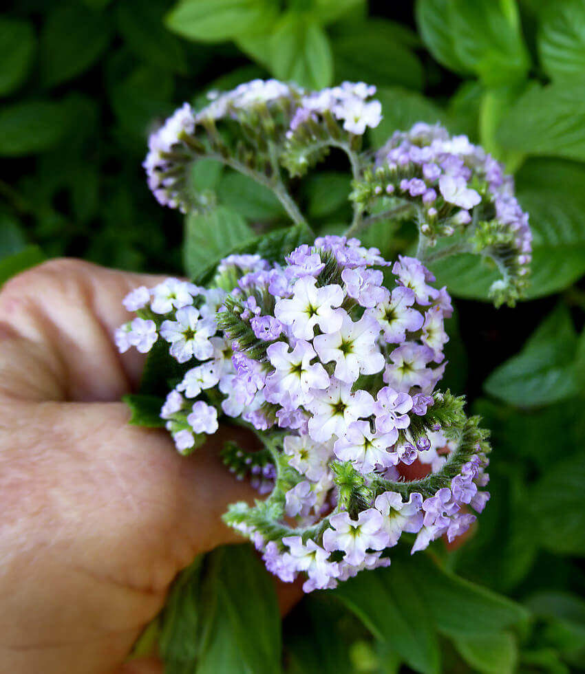 Heliotropium arborescens, Garden Heliotrope