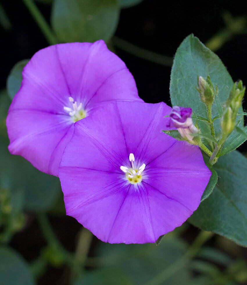 Convolvulus sabatius, Ground Morning Glory