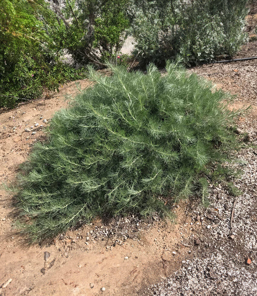Artemisia californica, Canyon Grey, Coastal Sagebush, California Sagebush