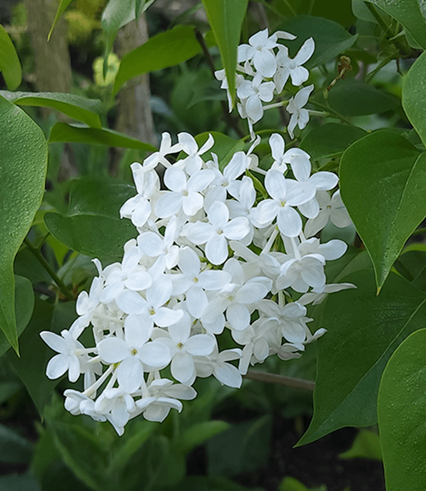 Syringa x oblata, Betsy Ross