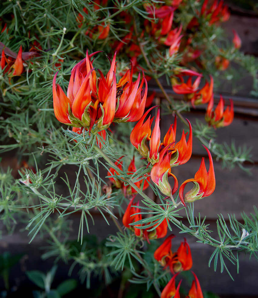 Lotus berthelotii, Parrots Beak, Lotus Vine Flower, Coral Gem, Pelican Beak