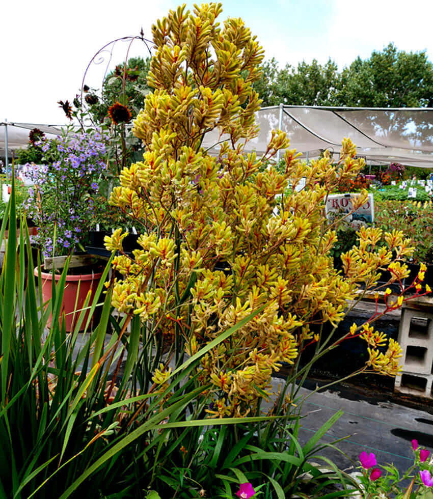 Anigozanthos, Harmony, Kangaroo Paw