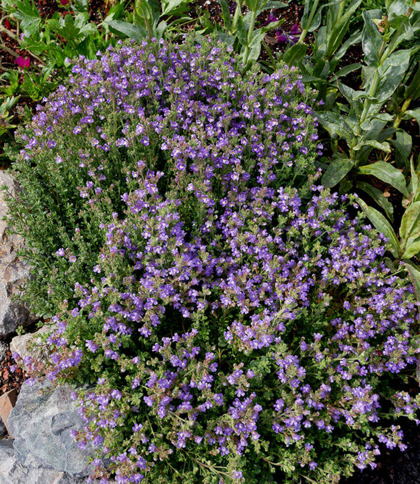 Chaenorhinum origanifolium, Blue Eyes, Dwarf Snapdragon