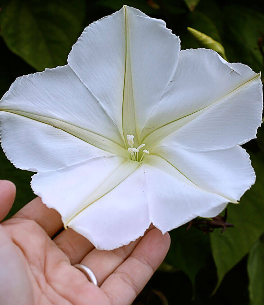 Ipomoea alba, Moonflower, Moon Vine, Tropical White Morning Glory