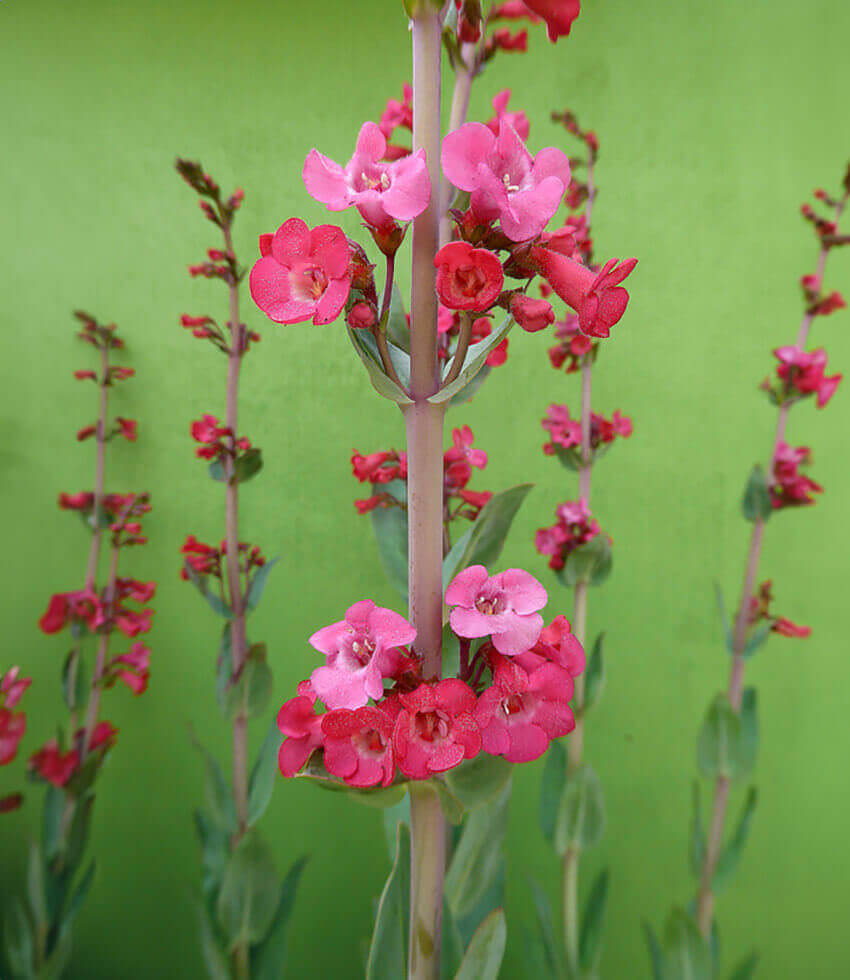 Penstemon superbus, Pink Form, Superb Penstemon, Beardtongue