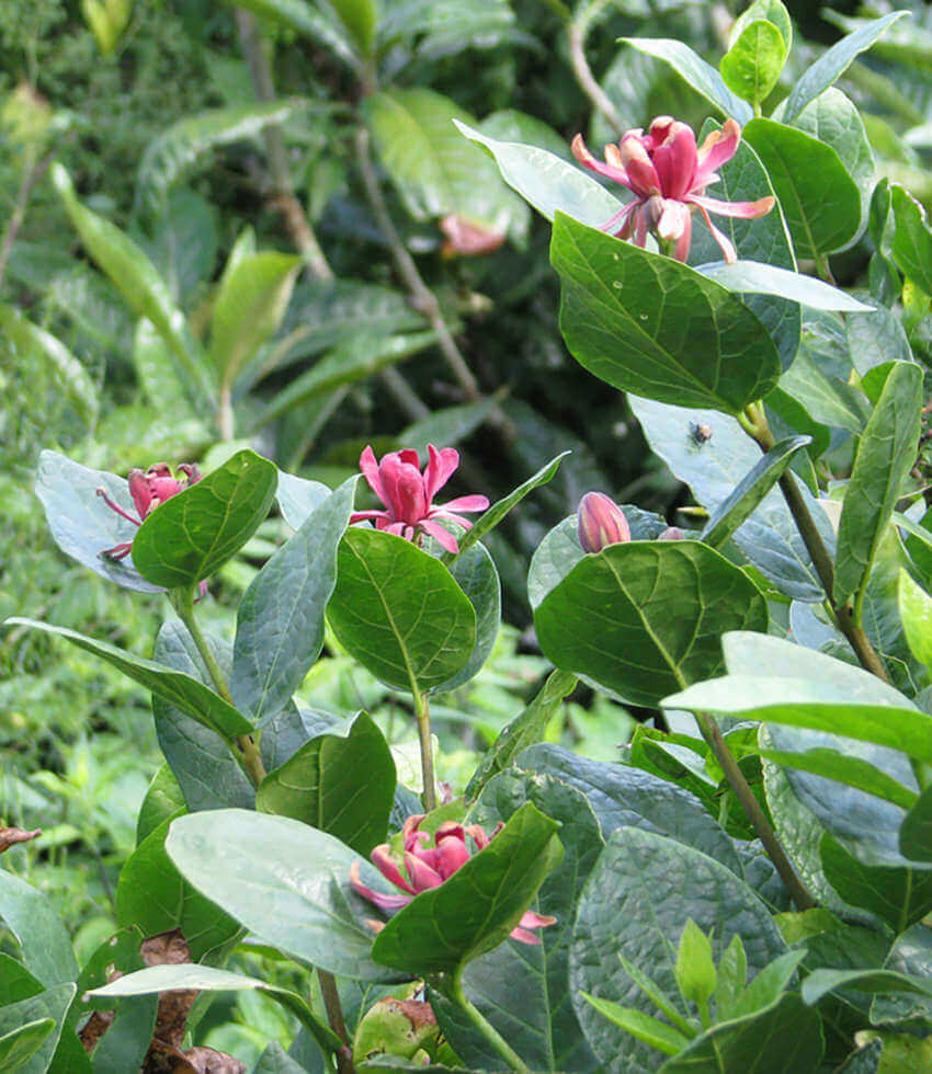 Calycanthus occidentalis, Western Spice Bush, Western Sweetshrub