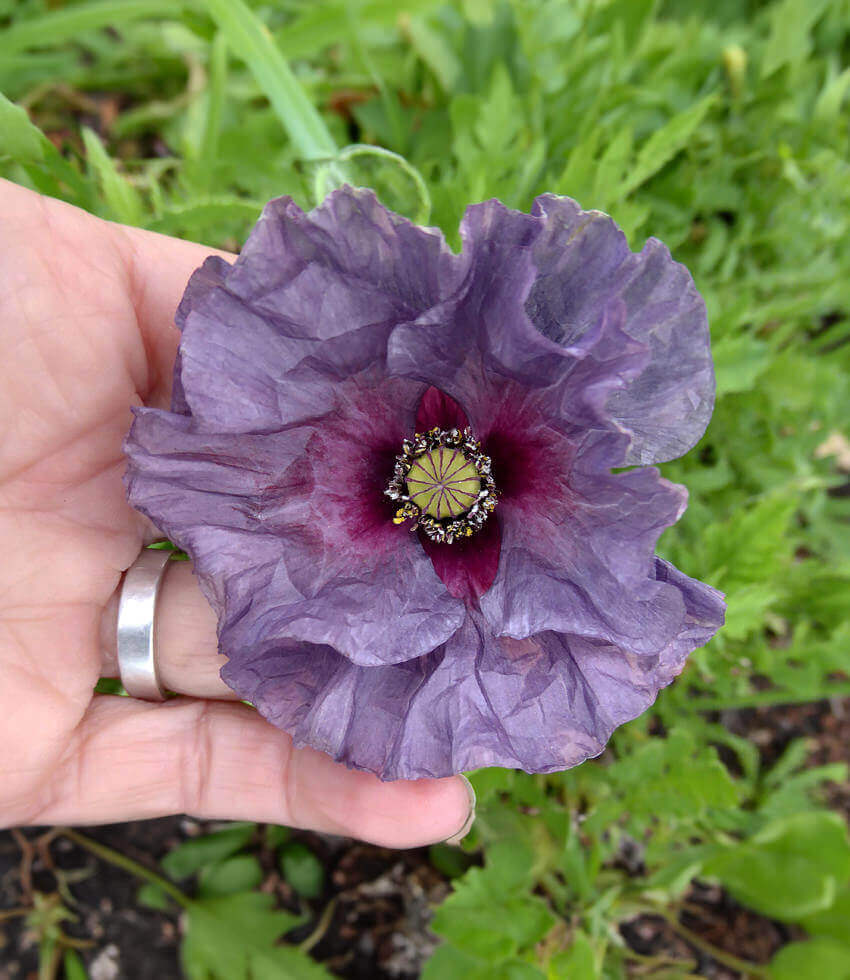 Papaver rhoeas, Amazing Grey, Corn Poppy