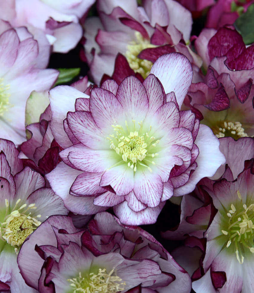 Helleborus orientalis, Blushing Bridesmaid, Lenten Rose