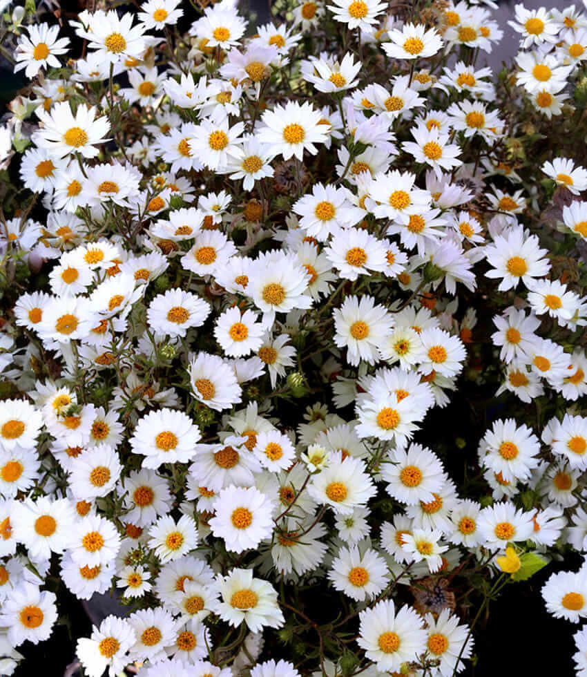 Layia pentachaeta ssp. albida, Sierra Tidy Tips