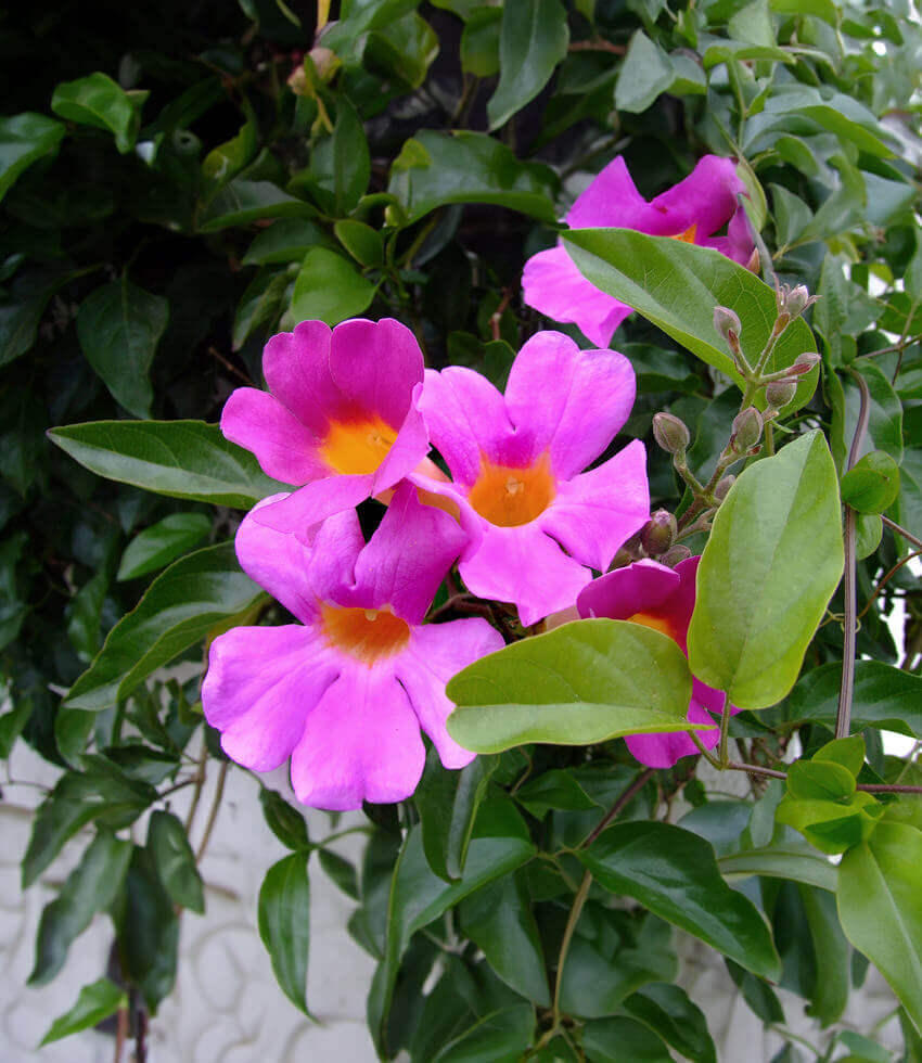 Distictis, Rivers, Royal Trumpet Vine