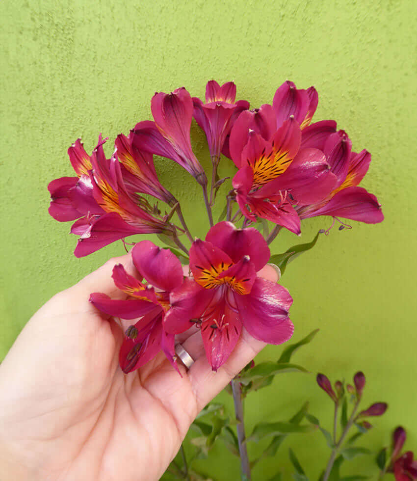 Alstroemeria, Margaret, Peruvian Lily, Princess Lily