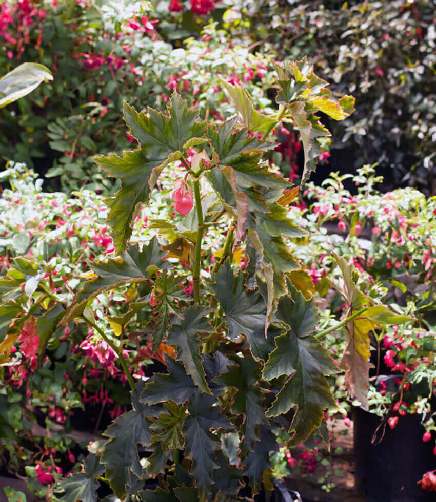 Begonia, Jumbo Jet, Cane Begonia