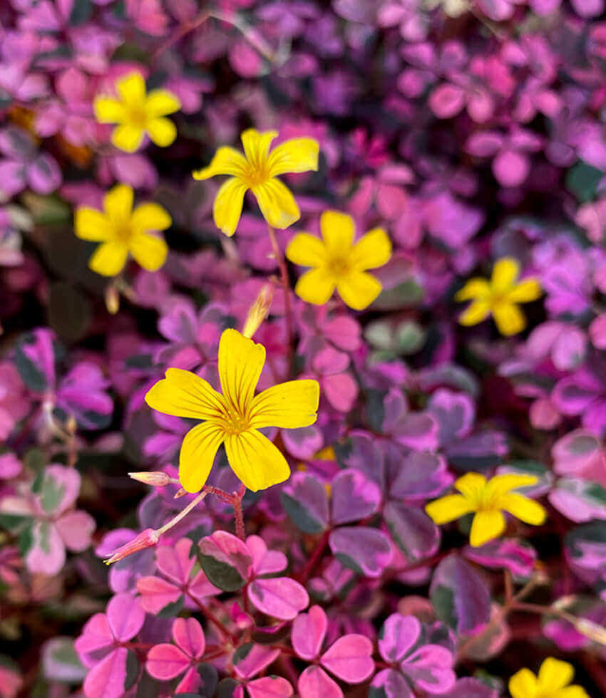 Oxalis, Plum Crazy, Spiral Sorrel