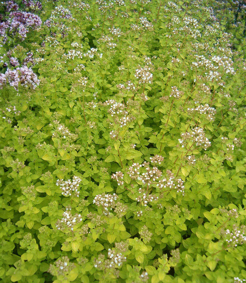 Oregano, Aureum