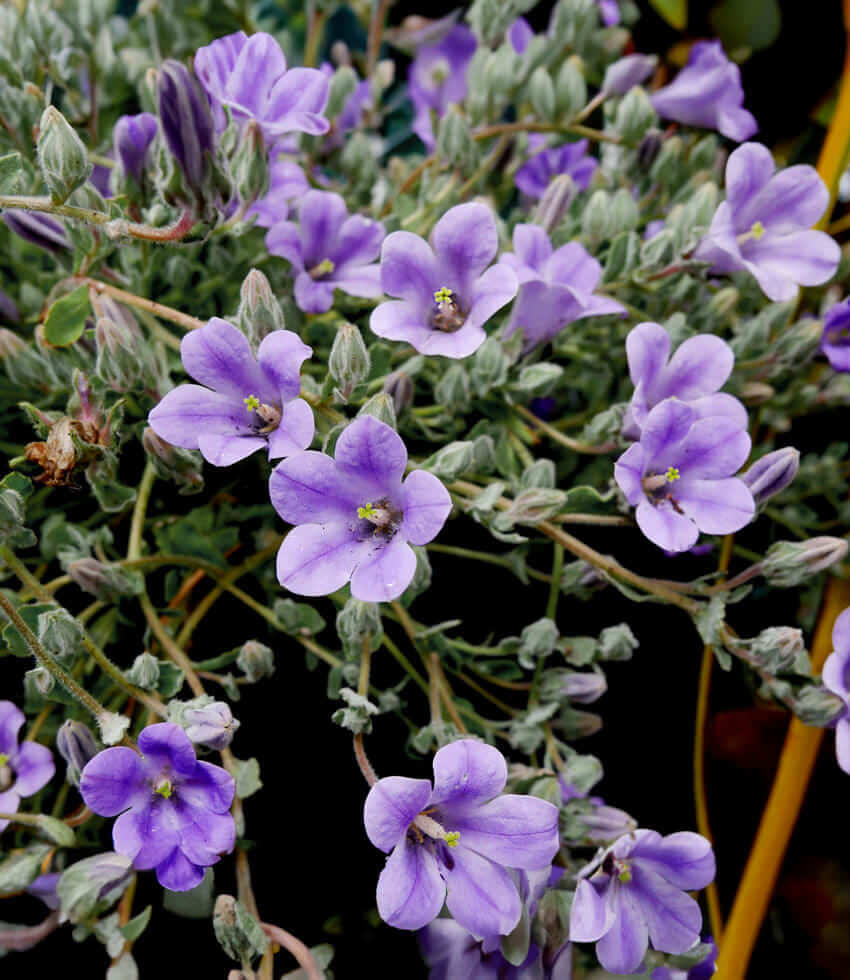 Campanula celsii subsp. celsii, Bellflower